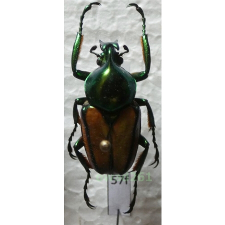 Phaedimus zebuanus kachikun Nagai, 1998 male Philippines57f